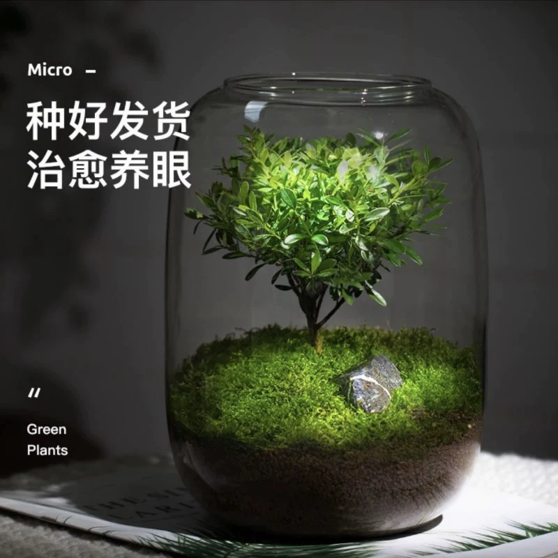 沉默之克雷娅首饰罐子能开出什么_dnf沉默之克雷亚_dnf沉默之克雷娅