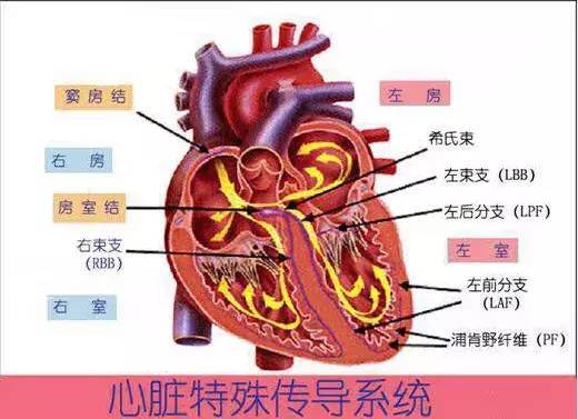 心电图电波改变_心电图波形改变_心电图q波改变原因