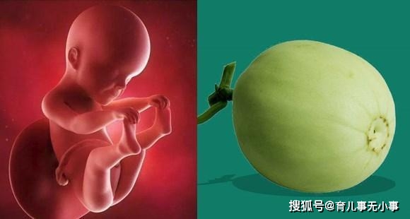 胎儿出生早晚取决于_胎儿出生早晚取决什么_胎儿出生早晚决定因素
