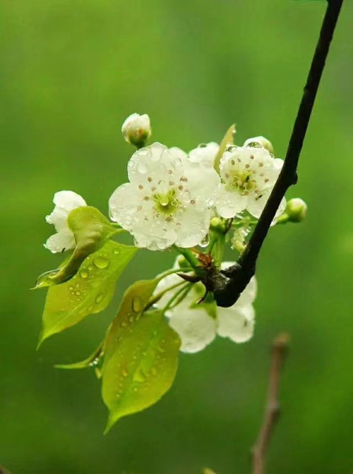 网游之桃花朵朵开_网游之桃花朵朵开百度云_桃花朵朵开小游戏