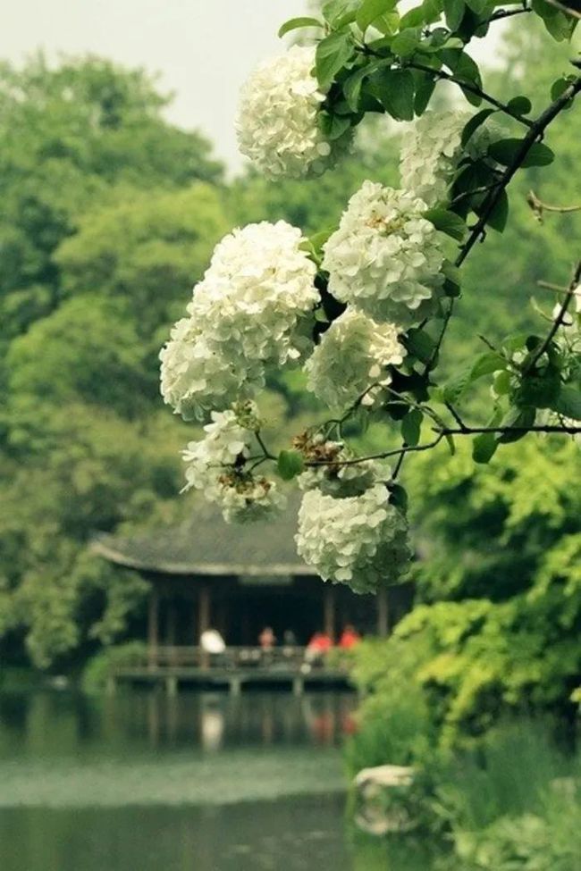 网游之桃花朵朵开_桃花朵朵开小游戏_网游之桃花朵朵开百度云