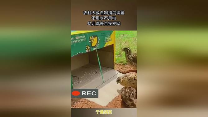 捕鸟门套5圈货到付款_连续自动捕鸟门怎样做_捕鸟门套制作视频