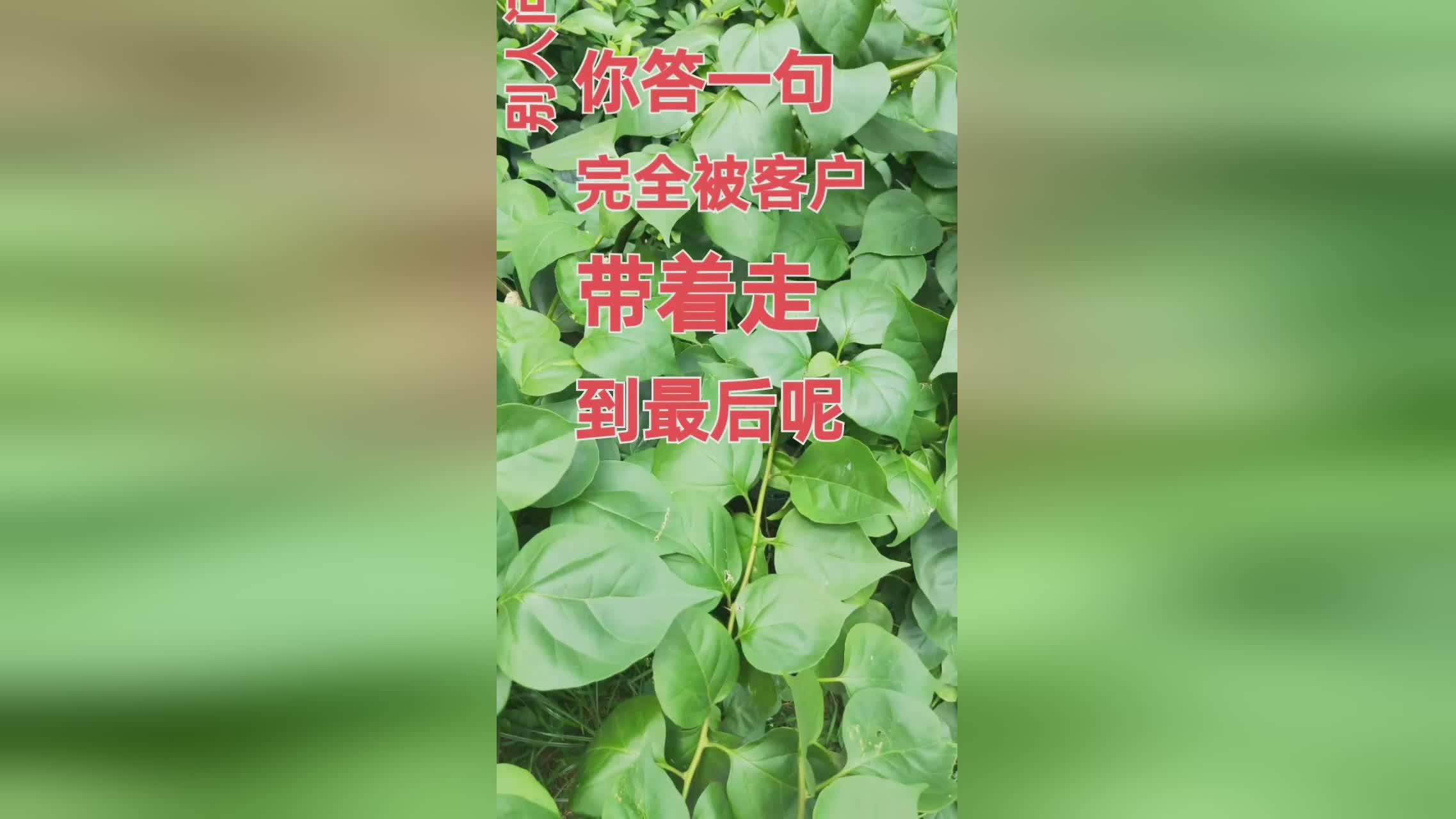 说服力视频_说服力11天打造超级口才_超级说服力听100遍